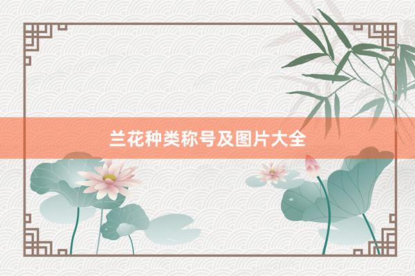 兰花种类称号及图片大全